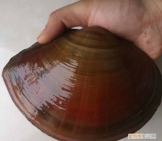 河蚌一般都是野生的吗 河边捡的河蚌能吃吗