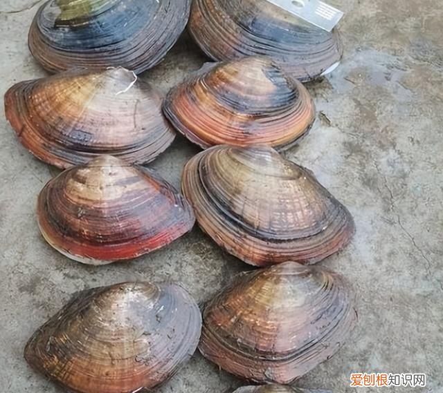 河蚌一般都是野生的吗 河边捡的河蚌能吃吗