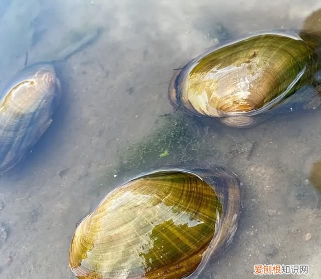 河蚌一般都是野生的吗 河边捡的河蚌能吃吗