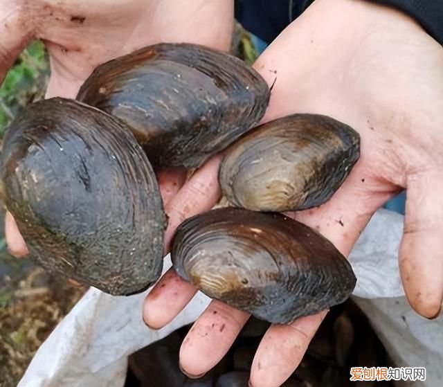 河蚌一般都是野生的吗 河边捡的河蚌能吃吗