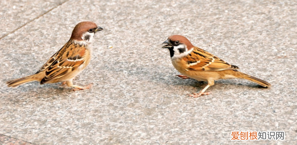 麻雀吃什么,小麻雀吃什么食物能活