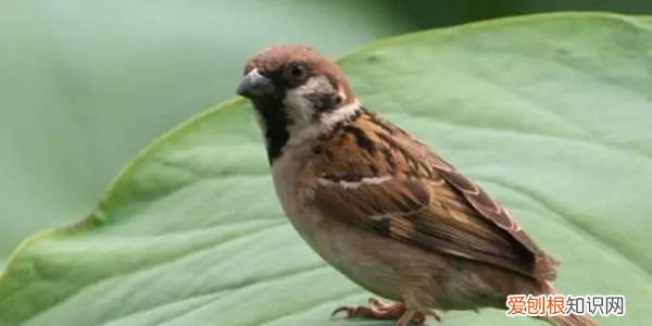 麻雀吃什么,小麻雀吃什么食物能活