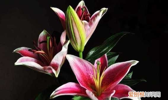 百合的寓意和花语,百合花语和寓意是什么意思