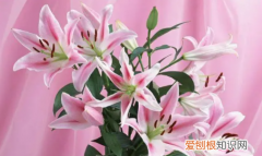 百合的寓意和花语，百合花语和寓意是什么意思