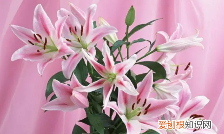百合的寓意和花语,百合花语和寓意是什么意思