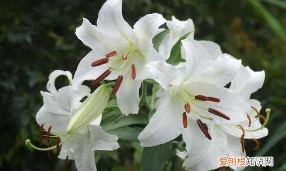 百合的寓意和花语,百合花语和寓意是什么意思