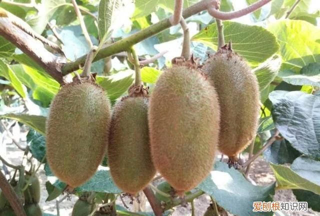 猕猴桃翠香还是徐香好吃 徐香和翠香猕猴桃的区别