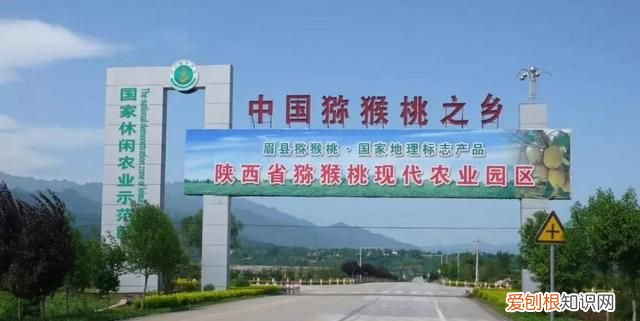 猕猴桃翠香还是徐香好吃 徐香和翠香猕猴桃的区别