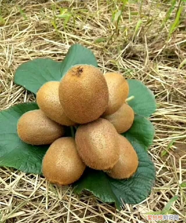 猕猴桃翠香还是徐香好吃 徐香和翠香猕猴桃的区别