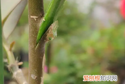 柚子适合什么时候嫁接,柚子树什么时候嫁接最好活