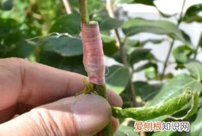 柚子适合什么时候嫁接,柚子树什么时候嫁接最好活