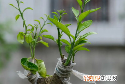 柚子适合什么时候嫁接,柚子树什么时候嫁接最好活