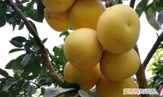 柚子适合什么时候嫁接，柚子树什么时候嫁接最好活