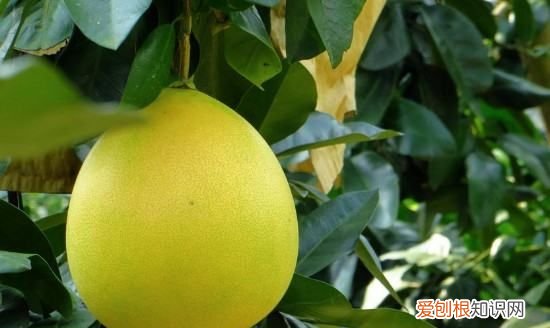 柚子适合什么时候嫁接，柚子树什么时候嫁接最好活