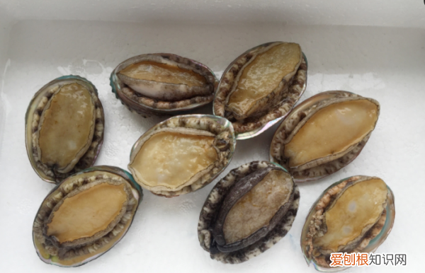 鲍鱼的做法及清洗,活鲍鱼的清洗及做法美食杰