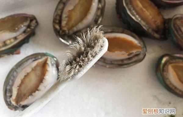 鲍鱼的做法及清洗,活鲍鱼的清洗及做法美食杰