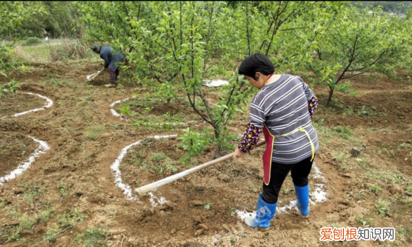 酸性土壤改良方法用什么肥,把土壤变成酸性最简单方法
