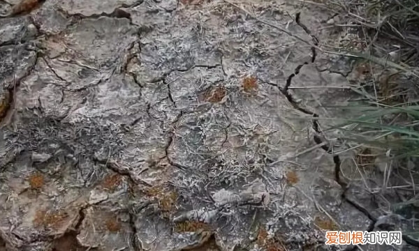 酸性土壤改良方法用什么肥,把土壤变成酸性最简单方法