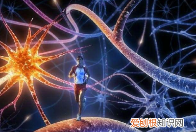 八大淋巴都在什么位置,人体身上的八大淋巴作用