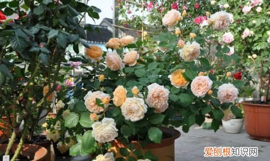 牡丹有刺，牡丹花有刺儿吗?