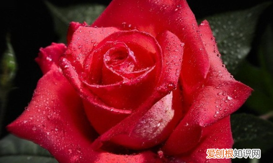 牡丹有刺，牡丹花有刺儿吗?