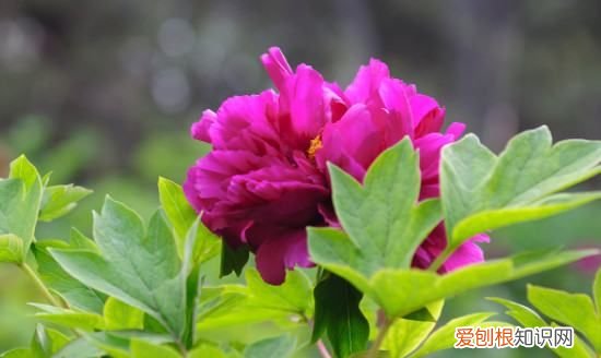 牡丹有刺，牡丹花有刺儿吗?