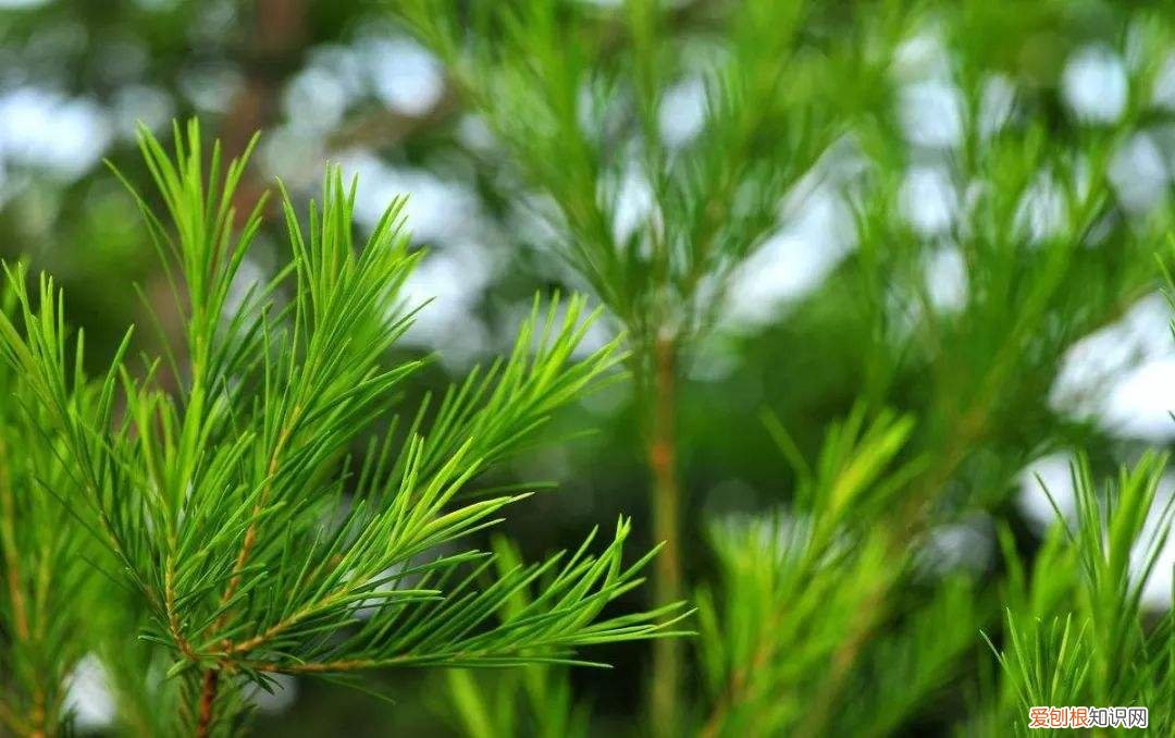 祛疤精油有哪几款？