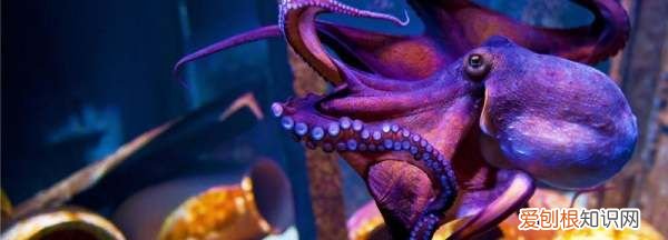 八爪鱼是墨鱼,墨斗鱼和八爪鱼是一种鱼吗