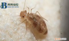 书虱的生活习性和防治原则 书虱的防治