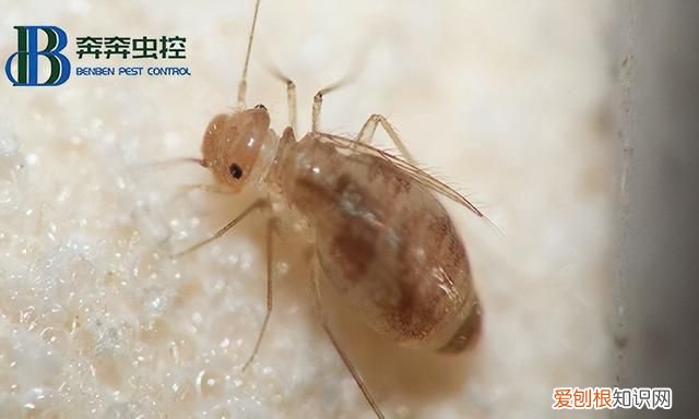 书虱的生活习性和防治原则 书虱的防治