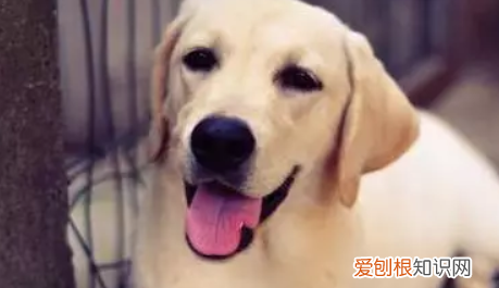 拉布拉多可以长多大，拉布拉多一般能长多大