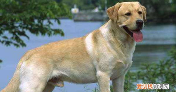 拉布拉多可以长多大，拉布拉多一般能长多大