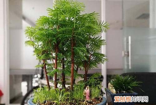 水杉怎么养，盆景水杉怎么养