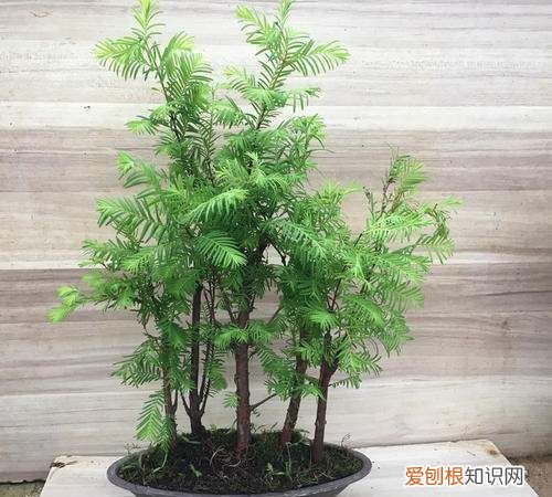 水杉怎么养，盆景水杉怎么养