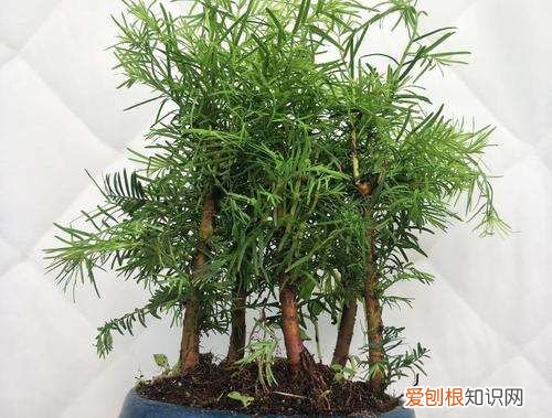 水杉怎么养，盆景水杉怎么养