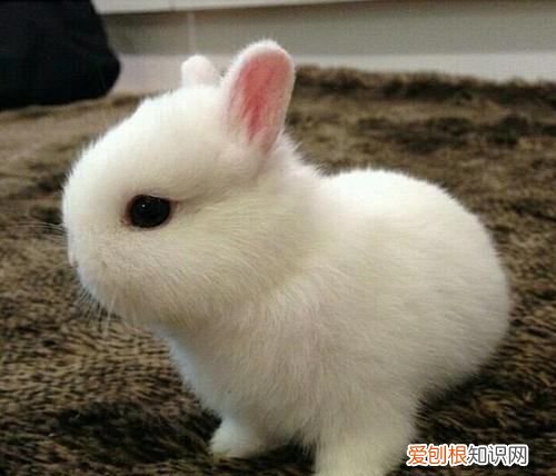 yjjc是什么意思,饭圈中yyjc是什么意思