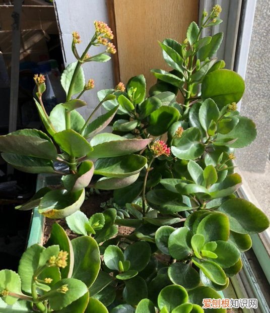 滴滴出行如何更新到新版本，苹果手机怎么给的滴滴打车软件升级了