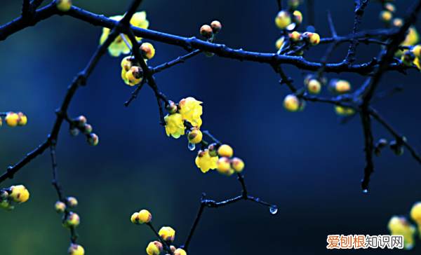 暗香浮动比喻什么样的人