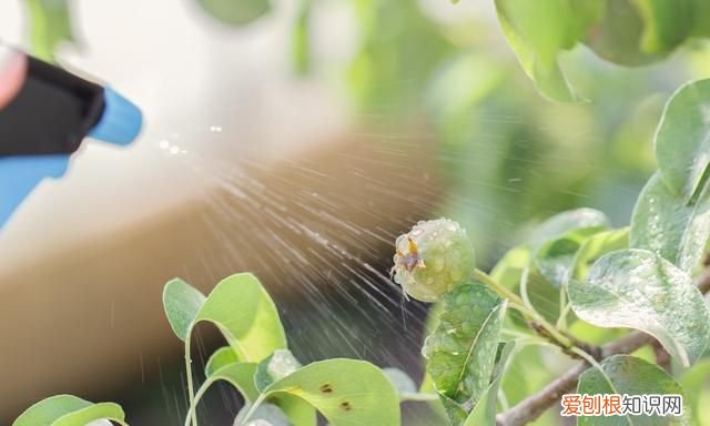 丝瓜叶子有飞虫怎么办 丝瓜叶子有腻虫怎么办