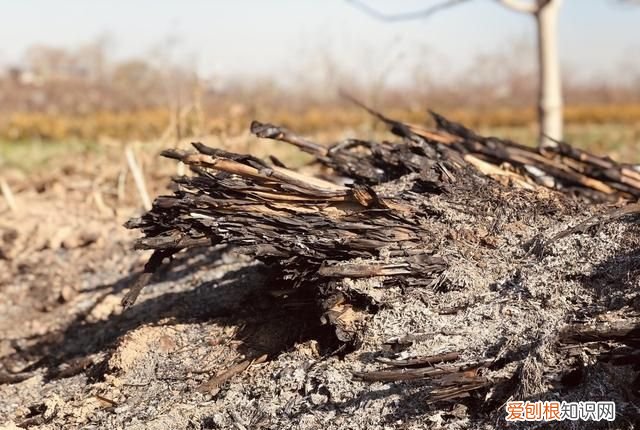 丝瓜叶子有飞虫怎么办 丝瓜叶子有腻虫怎么办