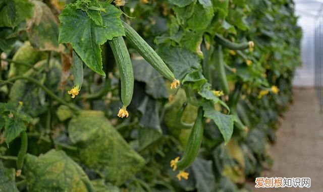 丝瓜叶子有飞虫怎么办 丝瓜叶子有腻虫怎么办