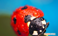 七星瓢虫能吃，七星瓢虫在汤里被煮了 汤还能喝吗