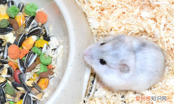 小仓鼠喜欢吃什么，仓鼠喜欢吃什么食物