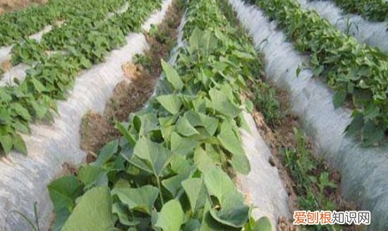 如何种红薯不生虫