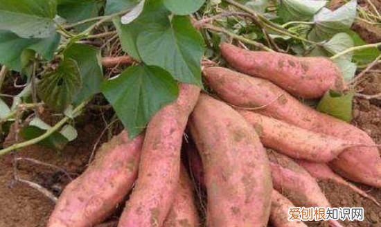 如何种红薯不生虫