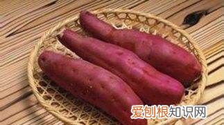 如何种红薯不生虫