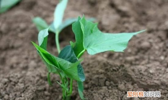 如何种红薯不生虫