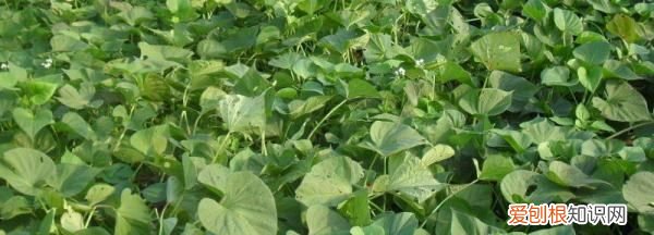 如何种红薯不生虫