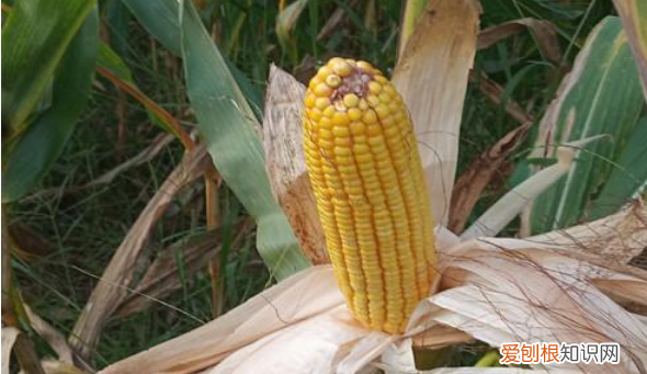 钓鱼怎么挂玉米，鱼钩挂玉米的正确方法