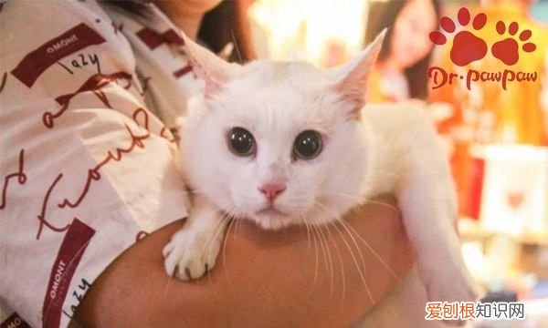 猫反复尿闭怎么办，猫咪闭尿了怎么办